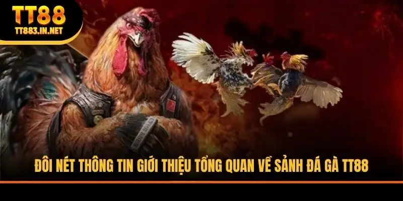 Đôi nét thông tin giới thiệu tổng quan về sảnh đá gà TT88