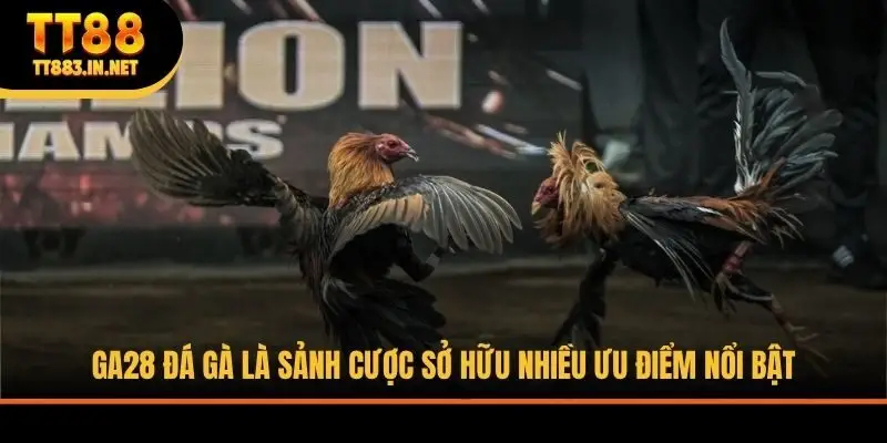 GA28 Đá Gà là sảnh cược sở hữu nhiều ưu điểm nổi bật
